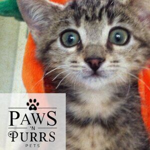 Meet your Posher, Saira 🐾